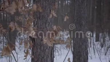 非裔美国女孩穿过冬季森林。 穿着温暖夹克的漂亮女孩四处张望。 带黄色的树枝